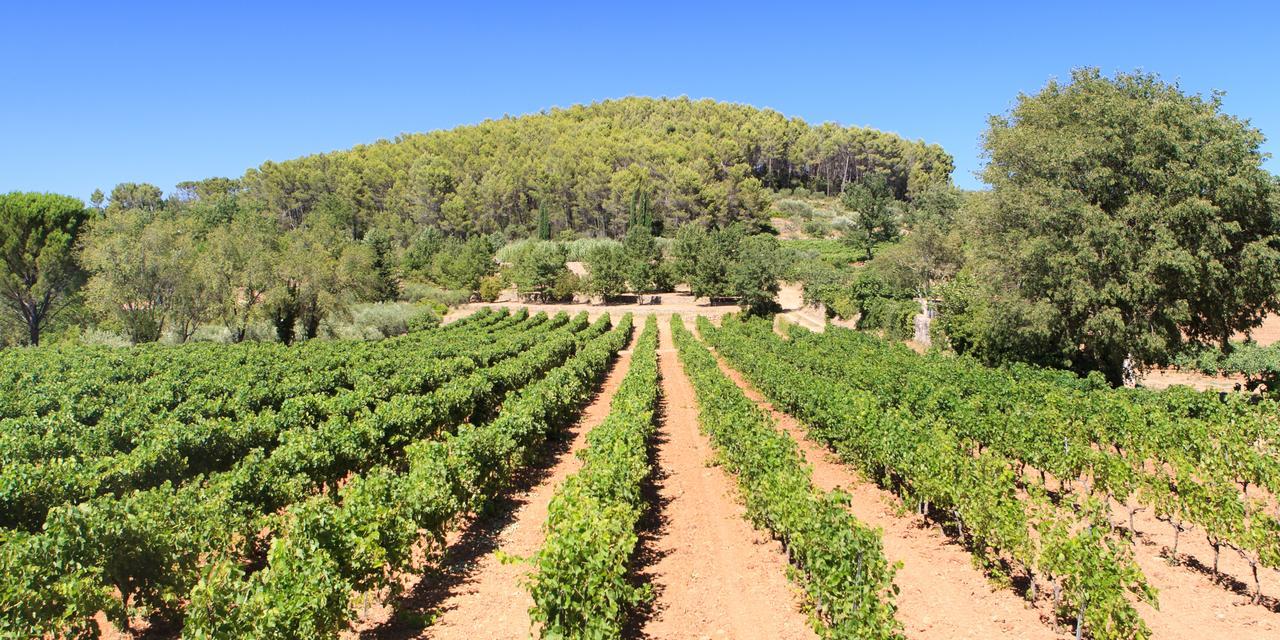 Domaine Du Clos D'Alari-Chambres D'Hotes Au Milieu Des Vignes Saint-Antonin-du-Var Zewnętrze zdjęcie